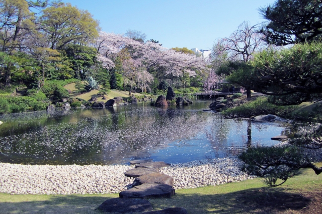 駿府城公園　桜