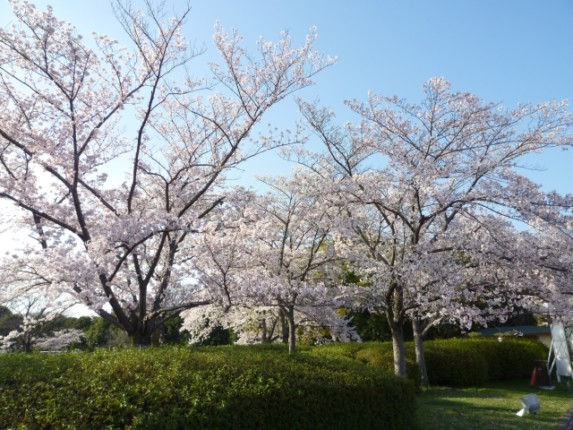 万博記念公園の桜2019