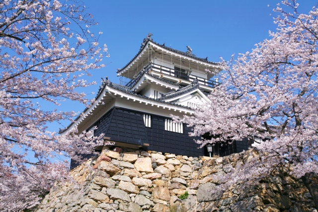 浜松城の桜19の見頃と開花状況は ライトアップなど見所３選もご紹介