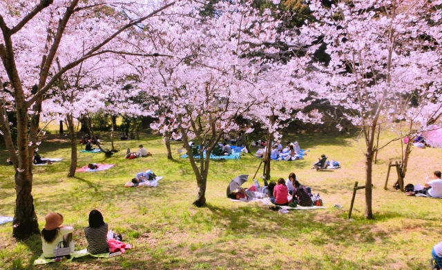 服部緑地公園の桜19の見頃と開花状況は 屋台はある